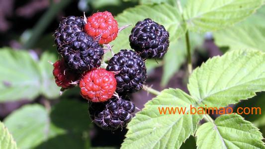 济宁知名的黑树莓供应**，**的黑树莓种植**