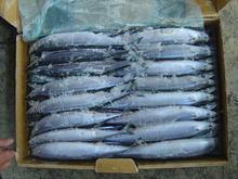 珠海供应冷冻秋刀鱼生产厂家，冷冻秋刀鱼价格