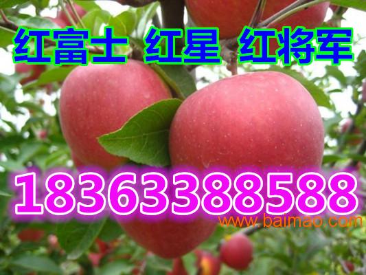 山东红富士苹果产地供应**早熟富士苹果**低价批发