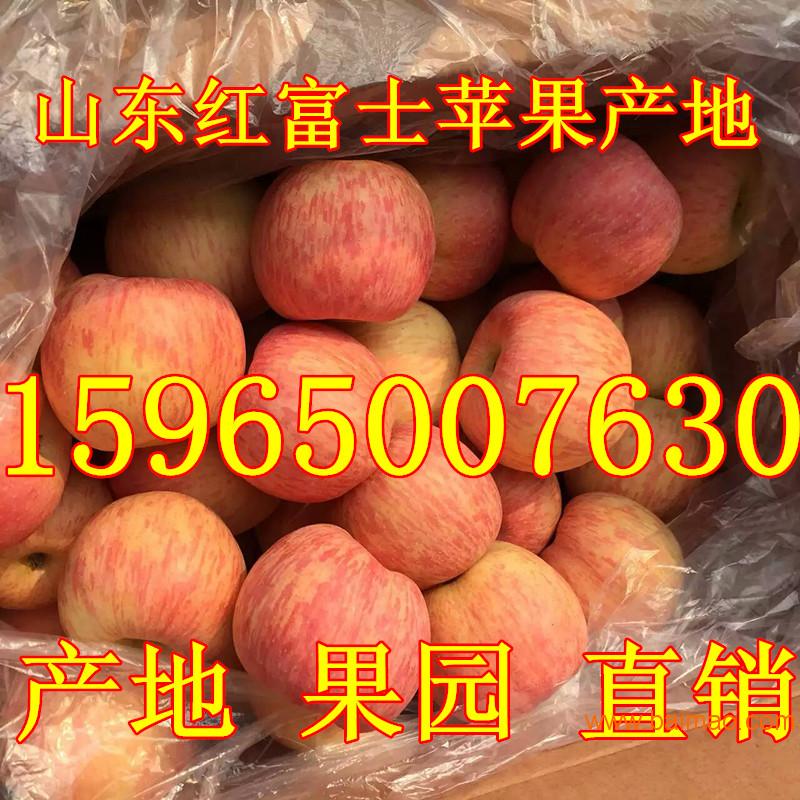 山东红富士苹果种植**批发价格