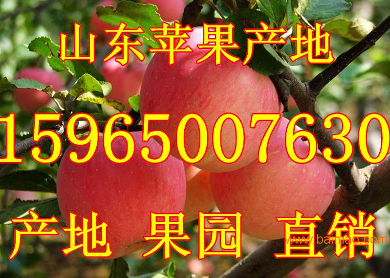 山东红富士苹果种植**批发价格