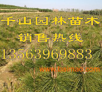 供应陕西营养钵油松苗， 80-120公分油松树苗
