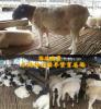 养羊视频白头杜泊羊种羊的供求信息