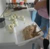 苏州鸡蛋灌饼培训学做酱香饼早餐包子培训
