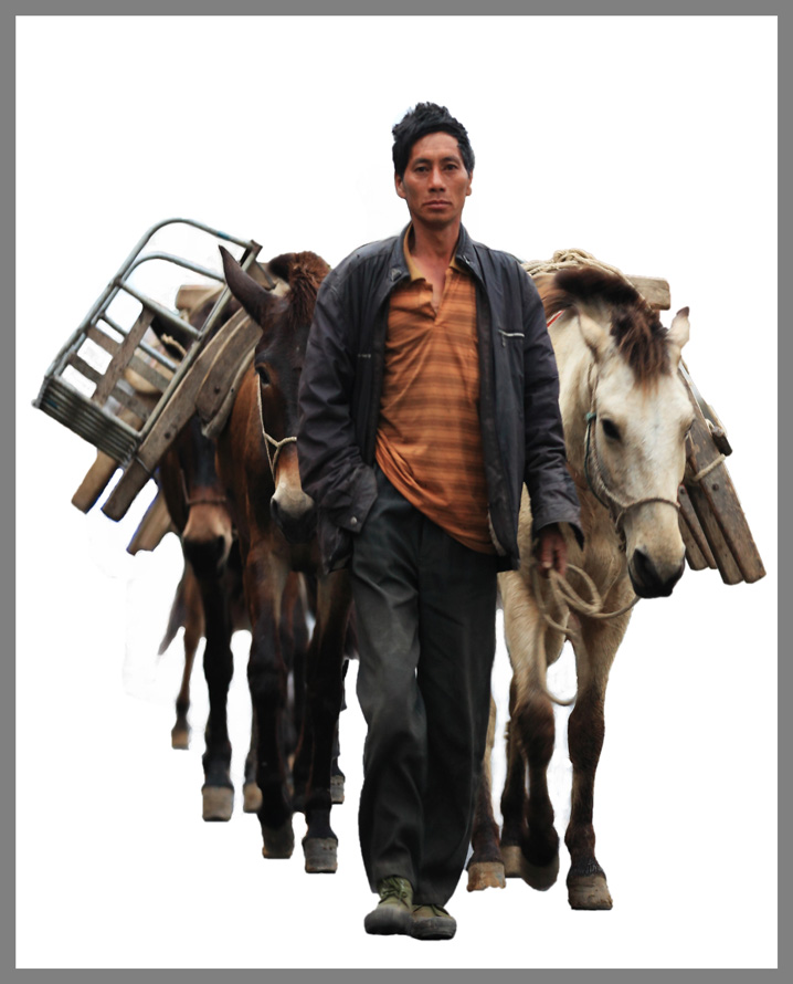 马帮运输队,骡马运输队,广西马帮运输,马帮运输厂家/批发/供应商