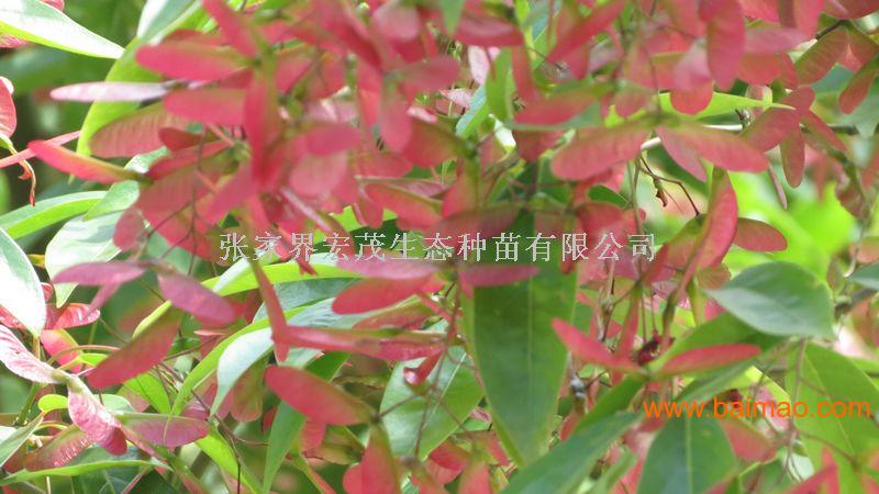 红翅槭种子，常绿观果植物红翅槭