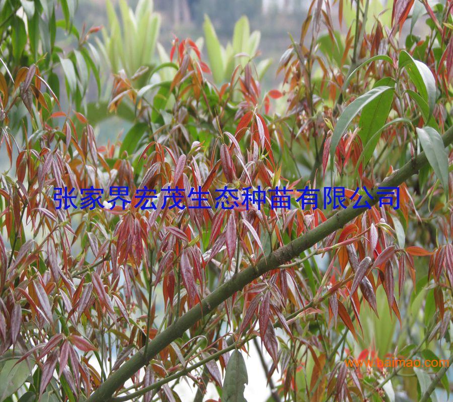 红翅槭种子，常绿观果植物红翅槭
