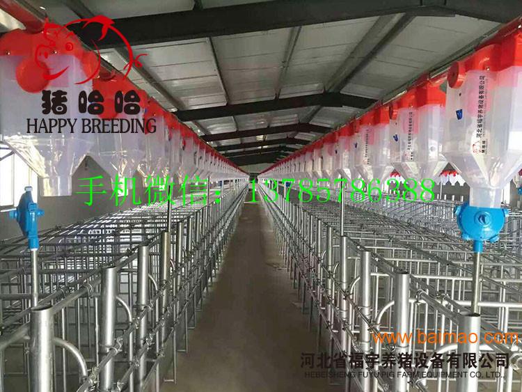 猪料线养猪自动化供料设备福宇猪哈哈生产供应