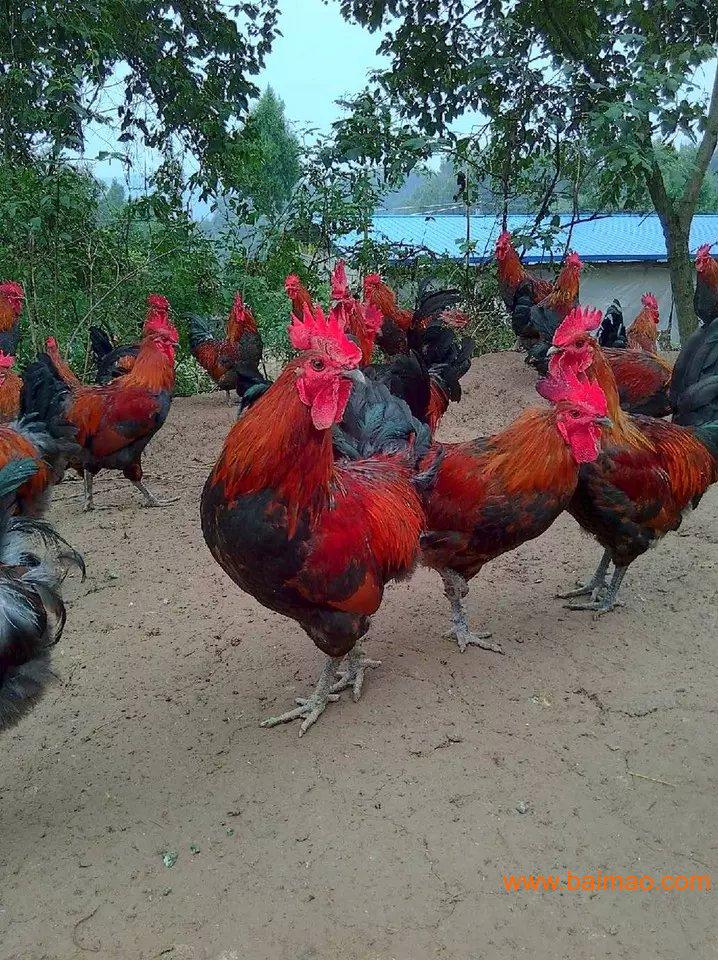 蓬溪县血毛土鸡蓬溪县血毛土鸡养殖方式厂家批发供应商