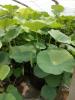 潍坊**的荷花种苗提供商_绿化用水生植物