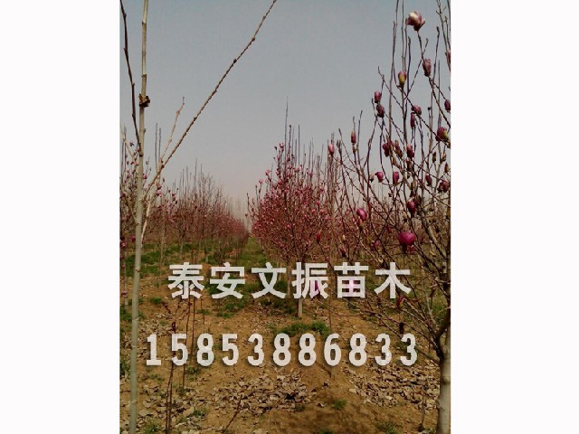 米径6-7公分紫玉兰价格