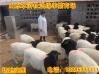 杜泊绵羊的生长优势及发展前景