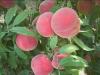 潍坊映霜红桃树苗 想要易种植的晚熟桃苗就来崇家果树苗木