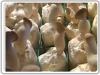 蘑菇棚网 蘑菇养殖网 食用菌苗床网