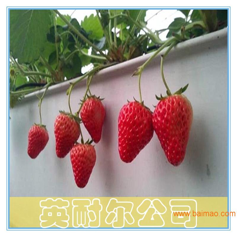 大棚草莓种植槽 A字架基质栽培槽