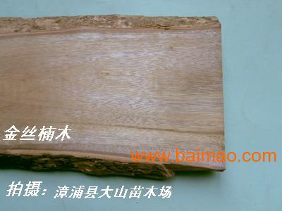 闽楠(金丝楠木)