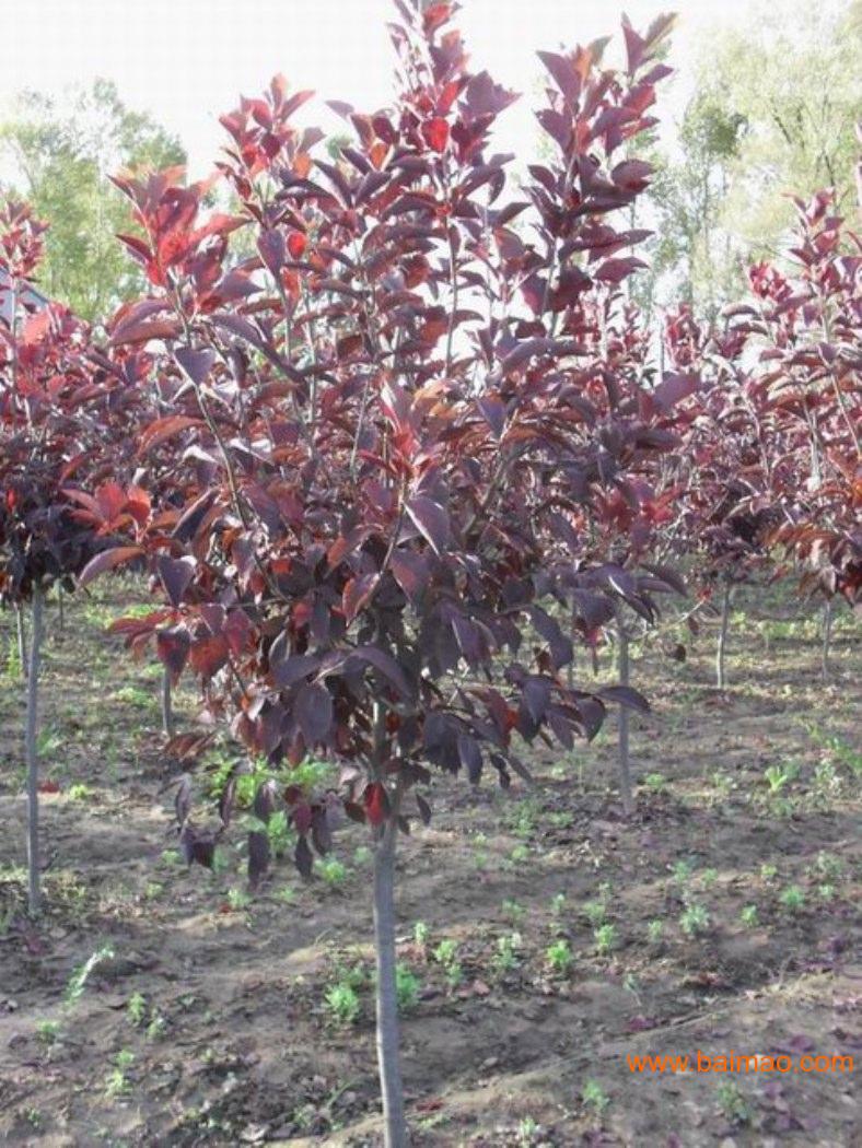 加拿大红樱 烟台加拿大红樱 烟台加拿大红樱苗批发厂家/批发/供应商