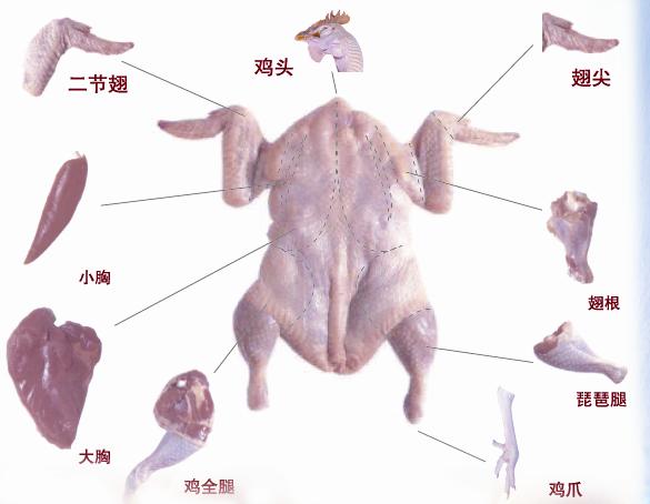 鸡胸肉位置图图片