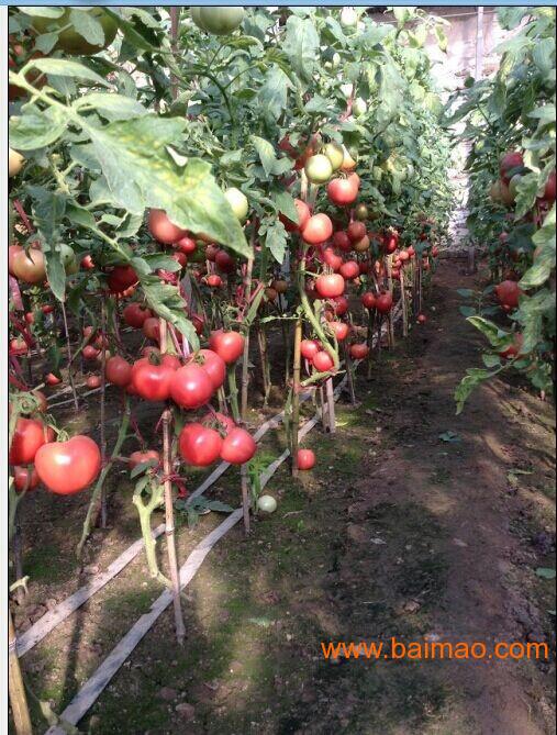 供应荷兰超早一号-早熟番茄种子
