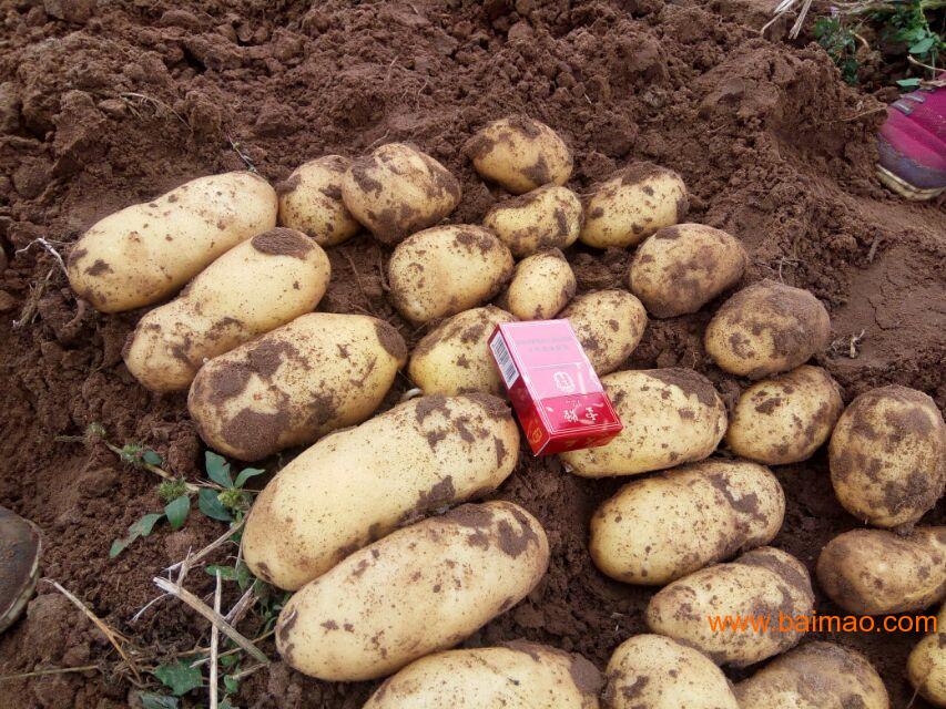 土豆种子冀张薯12 高产土豆种子
