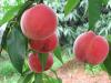 东营高产桃树苗批发，哪里能买到实惠的映霜红桃树苗