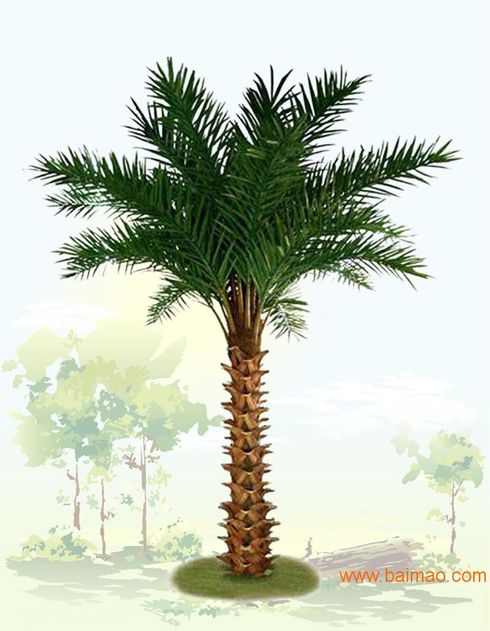 供应仿真椰子树