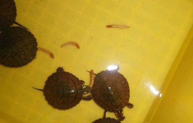 供应超红底四眼龟