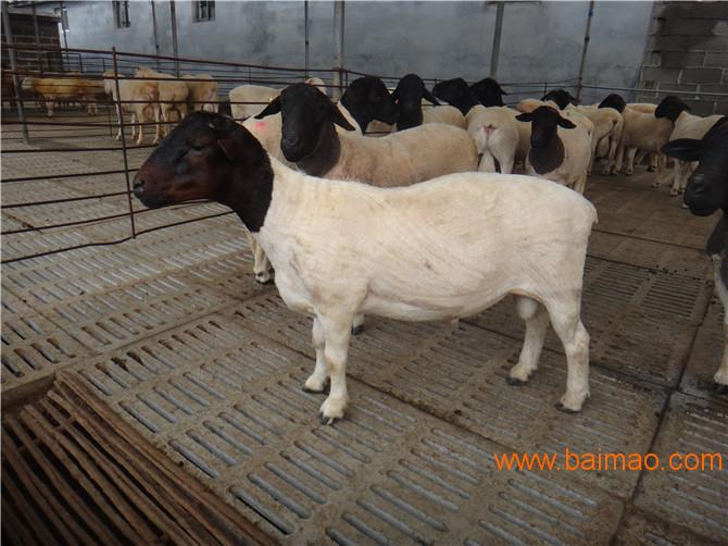 南和县杜泊羊种羊价格
