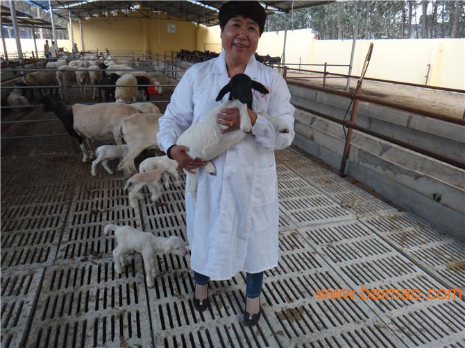 南和县杜泊羊种羊价格