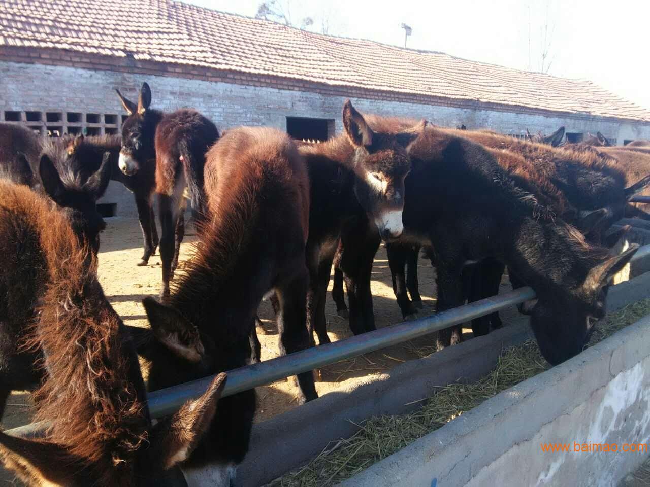 德州驴圈养驴舍场址的选择山东顺牧肉驴养殖场厂家/批发/供应商