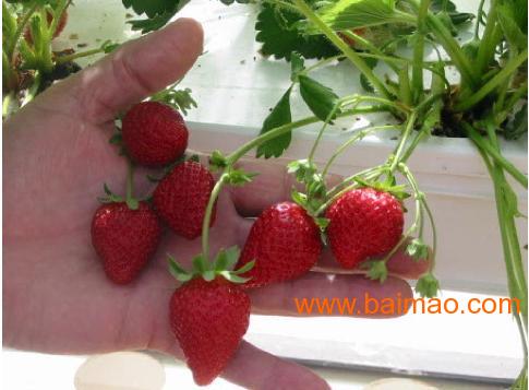 供应草莓西红柿瓜果蔬菜无土栽培技术花卉园艺温室大棚
