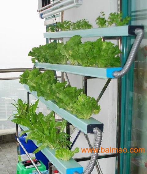 供应广东阳台水培蔬菜上班族的休闲时光绿色环保节能