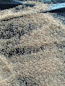厂家供应沙浴沙滩**用沙子  人造热沙滩沙