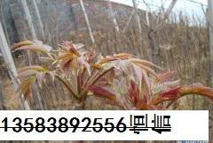 高度80厘米以上香椿苗价格泰安红油香椿苗价格多少？