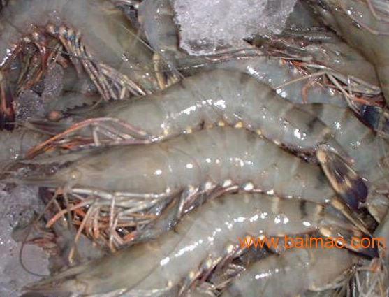 冷冻九节虾-冷冻石斑鱼-冷冻多宝鱼-冷冻基围虾