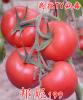 邦妮 199--早春西红柿种子 抗病**番茄种子