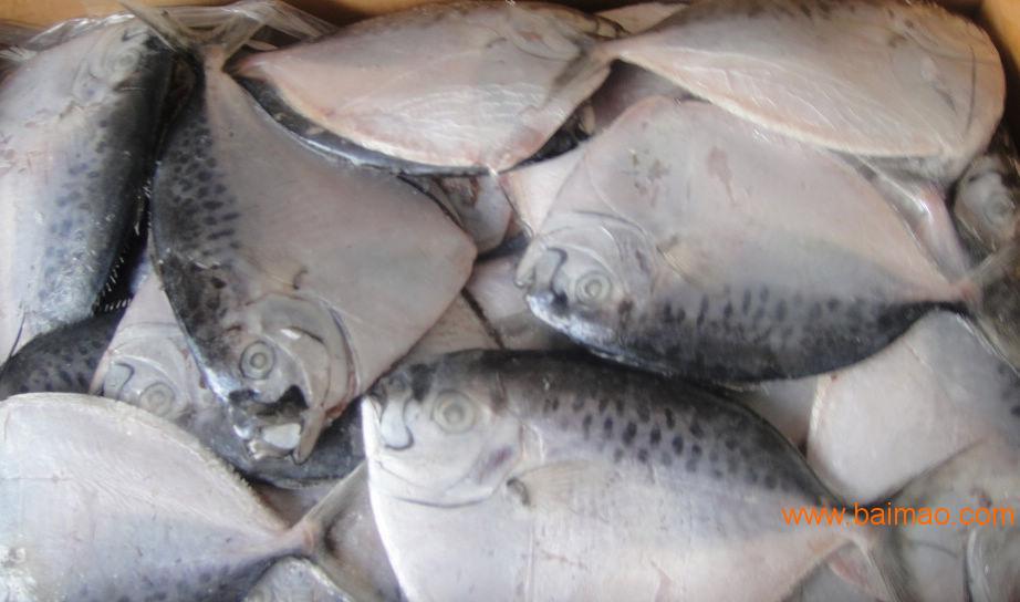 冷冻鲳鱼 进口鲳鱼批发 昆明冷冻水产品批发厂家