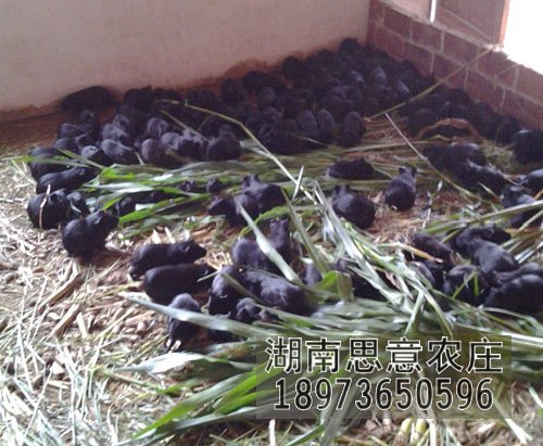 湖南农村养殖的好项目常德农庄纯种黑豚养殖**