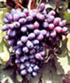 巨峰葡萄苗 新品种葡萄苗 自产自销大小规格葡萄