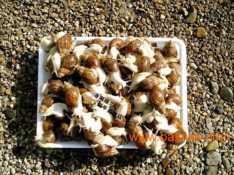 鲜活白玉蜗牛/鲜活商品蜗牛/食用大蜗牛