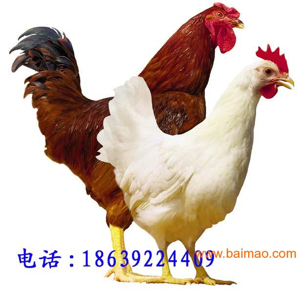罗曼蛋鸡，罗曼粉蛋鸡，罗曼褐蛋鸡，罗曼蛋鸡养殖