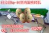上海小捣蛋喷码机 小型鸡蛋喷码机厂家批发价格