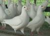 出售肉鸽种鸽提供肉鸽养殖技术