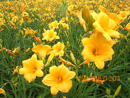 【好漂亮的太阳花】太阳花供应商--太阳花种植**