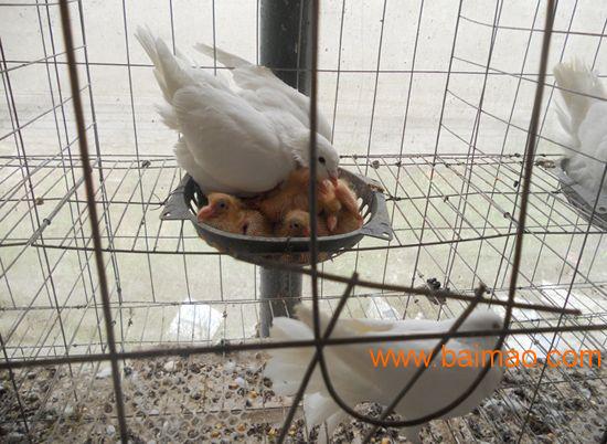 肉鸽种鸽养殖场|种鸽养殖**嘉通鸽业