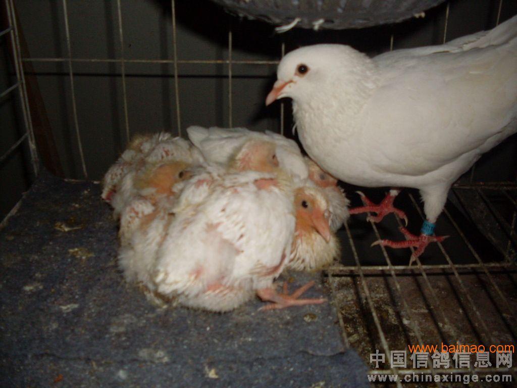 肉鸽种鸽养殖场|种鸽养殖**嘉通鸽业