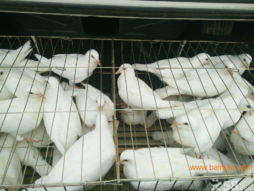 上海肉鸽种鸽养殖场**利润成本