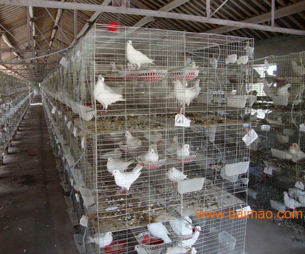 上海肉鸽种鸽养殖场**利润成本