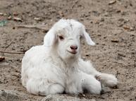牲畜瘫痪怎么治 羔羊瘫痪什么原因