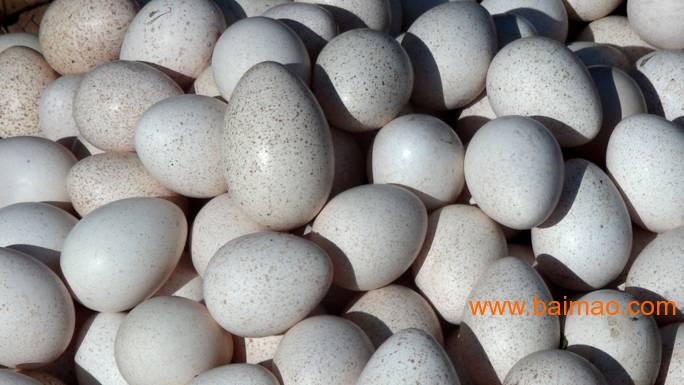火鸡蛋 种场直供 火鸡种蛋贝蒂娜青铜尼古拉 孵化蛋厂家/批发/供应商